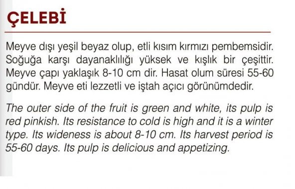 YERLİ DOĞAL BEYAZ-KIRMIZI TURP ÇELEBİ 500 ADET TOHUM - 2
