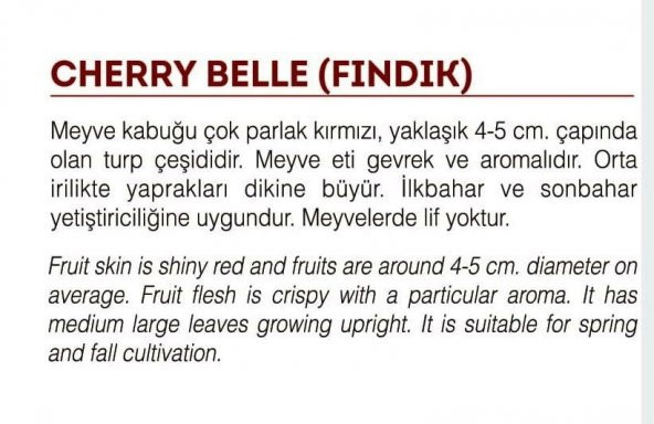 ATA TOHUMU YERLİ FINDIK TURP 500 ADET TOHUM - 2