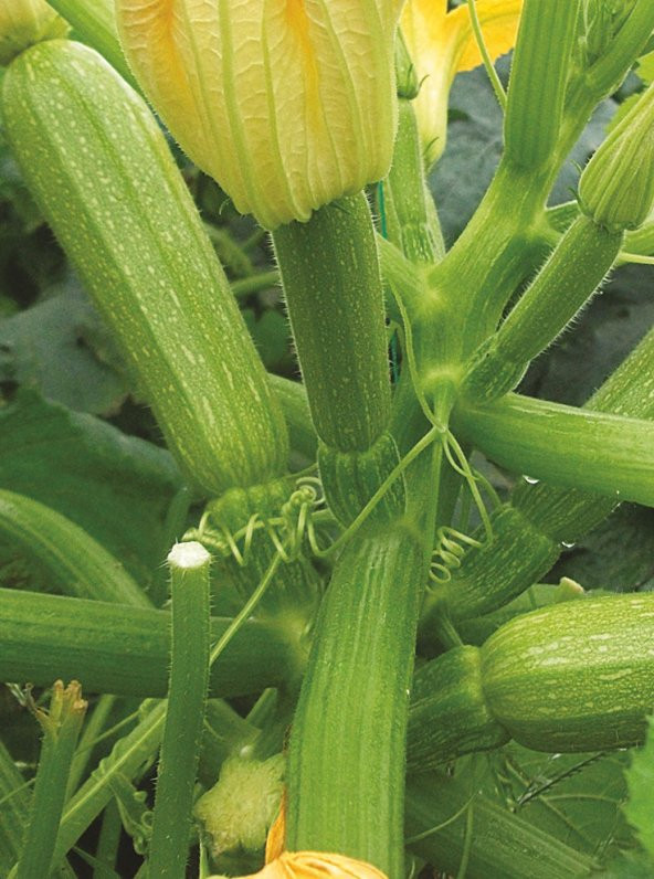 HYBRİT DOLMA KABAK TOHUMU 10 ADET TOHUM ürün görseli 1