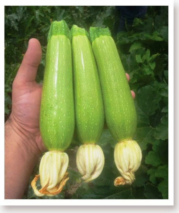 ATA TOHUMU YERLİ KABAK TOHUMU 20 ADET TOHUM