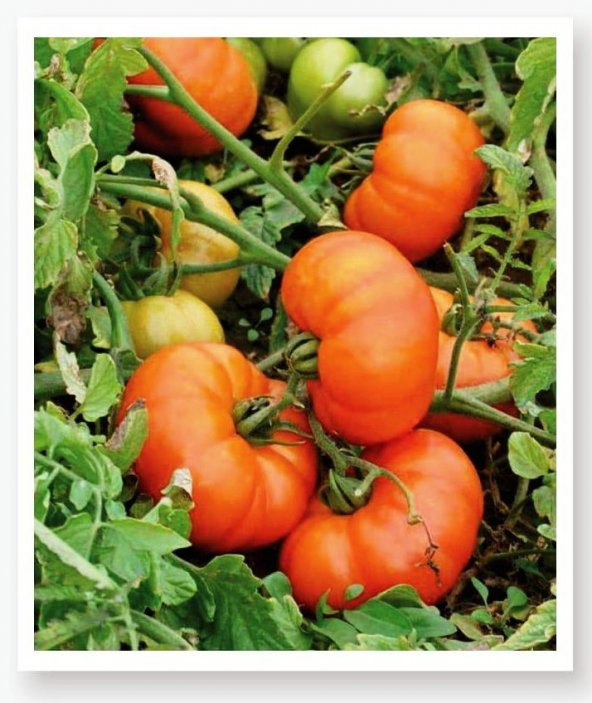 ATA TOHUMU YERLİ DOĞAL KÖY DOMATESİ 1000 ADET TOHUM ürün görseli 1