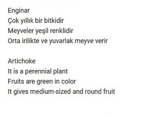 ATA TOHUMU YERLİ ENGİNAR TOHUMU 20 ADET TOHUM - 2
