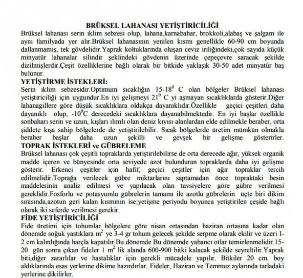 YERLİ BRÜKSEL LAHANASI TOHUMU 180 ADET - Resim 2