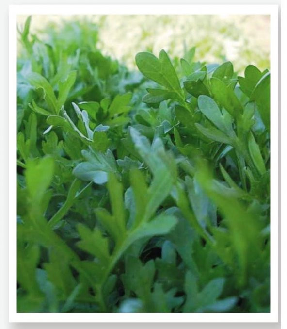 KARIŞIK YEŞİLLİK SEBZE SETİ TOHUMLARI 6 ÇEŞİT SEBZE BİNER ADET - Resim 5