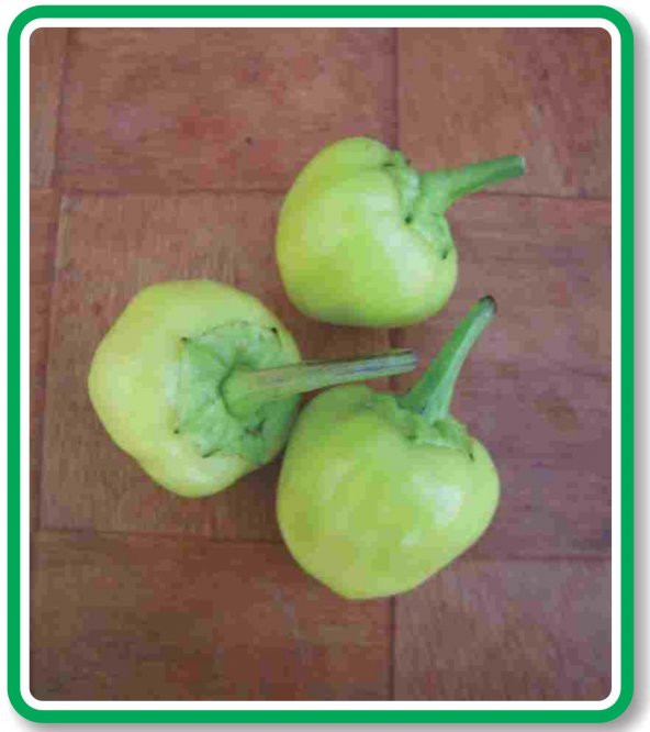 ATA TOHUMU YERLİ DOĞAL MİSKET BİBERİ 500 ADET TOHUM ürün görseli 1