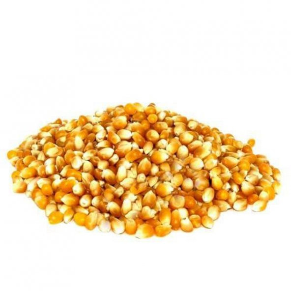 PATLAK MISIR POPCORN CİN MISIR TOHUMU 50 ADET TOHUM - 2