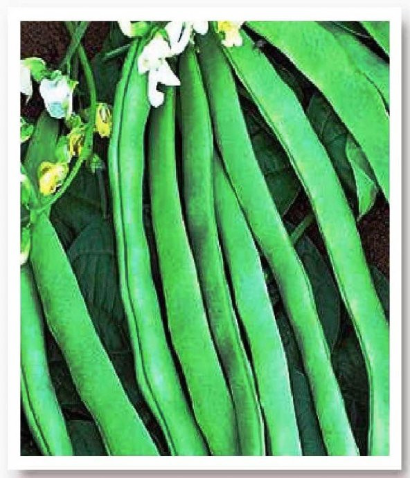 ATA TOHUMU YERLİ SIRIK FASULYE 50 ADET TOHUM