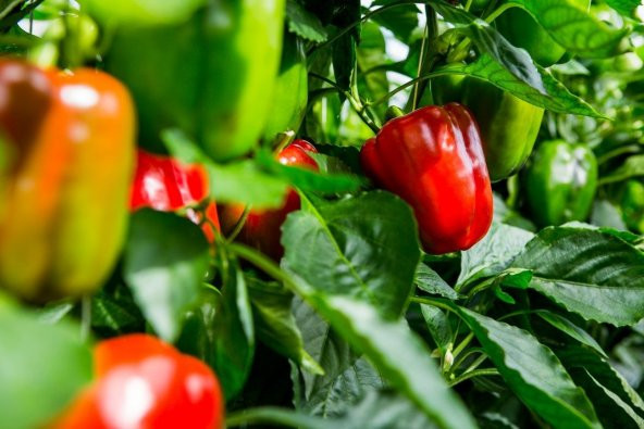 ATA TOHUMU YERLİ HATAY ACI DOLMA BİBERİ 500 ADET TOHUM ürün görseli 1