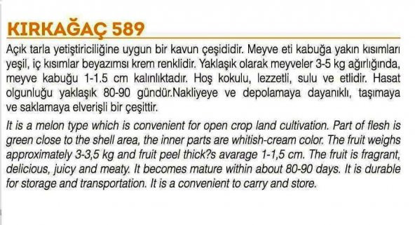 ATA TOHUMU YERLİ DOĞAL KAVUN KIRKAĞAÇ-589 TİP 100 ADET TOHUM - 2