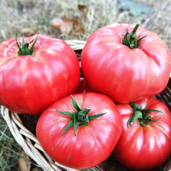 ATA TOHUMU YERLİ DİLİMLİ PEMBE KÖY DOMATESİ 100 ADET TOHUM