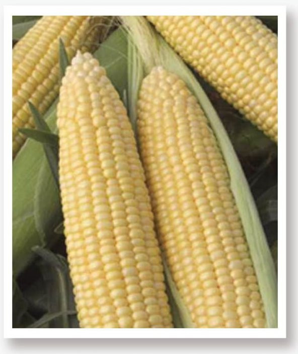 FULYA F1 HİBRİT TATLI MISIR TOHUMU 10 GR (BARDAKTA MISIR TOHUMU)