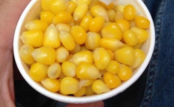 FULYA F1 HİBRİT TATLI MISIR TOHUMU 10 GR (BARDAKTA MISIR TOHUMU) - 4