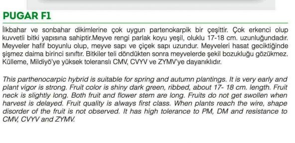 PUGAR-F1 HİBRİT ASMA HIYAR TOHUMU 10 ADET - 2