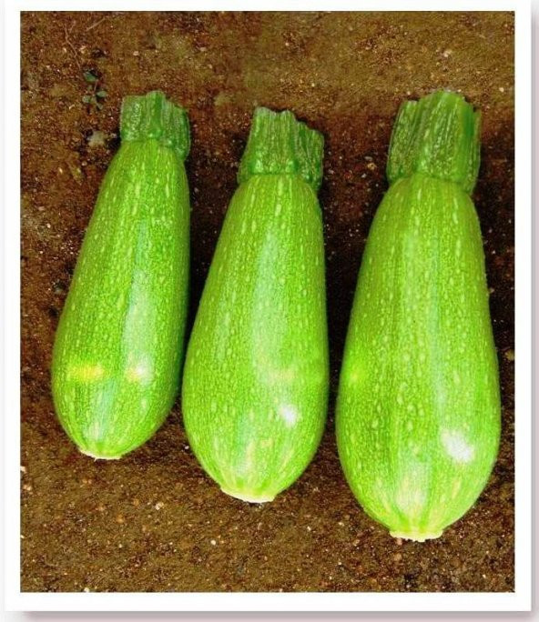 ATA TOHUMU YERLİ DOĞAL AMPÜL KABAK TOHUMU 20 ADET TOHUM ürün görseli 1