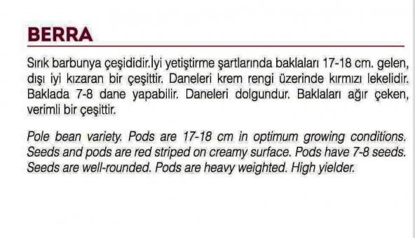 ATA TOHUMU YERLİ BARBUNYA BERRA 30 ADET TOHUM - 2