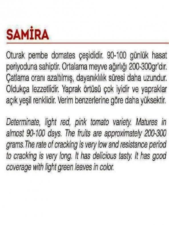 ATA TOHUMU YERLİ PEMBE DOMATES SAMİRA 1000 ADET TOHUM - Resim 2