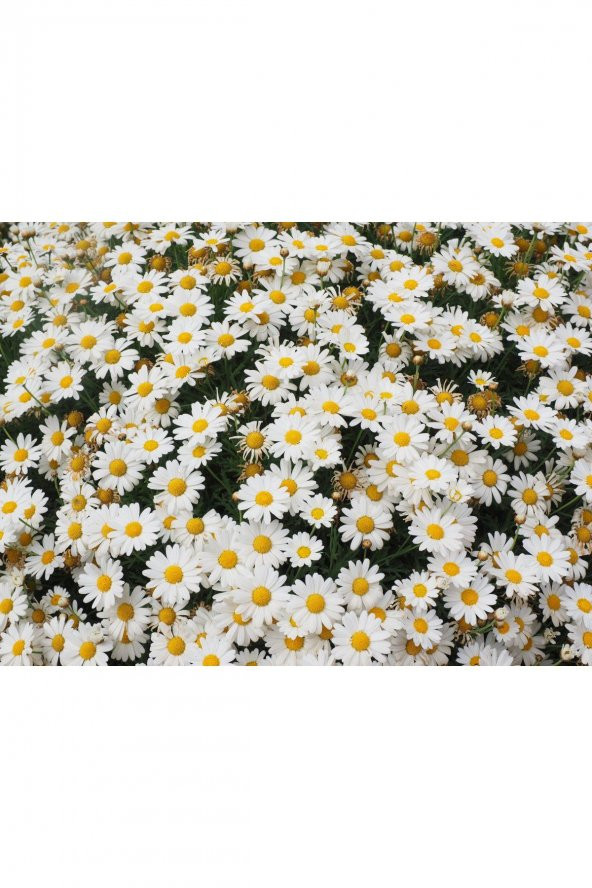 SÜS PAPATYASI ÇİÇEĞİ TOHUMU