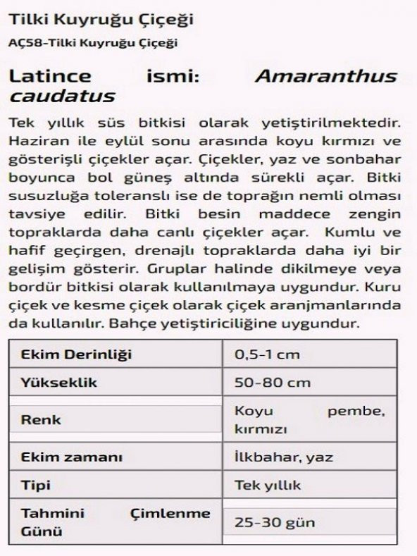 Tilki Kuyruğu Çiçeği Tohumu - 2