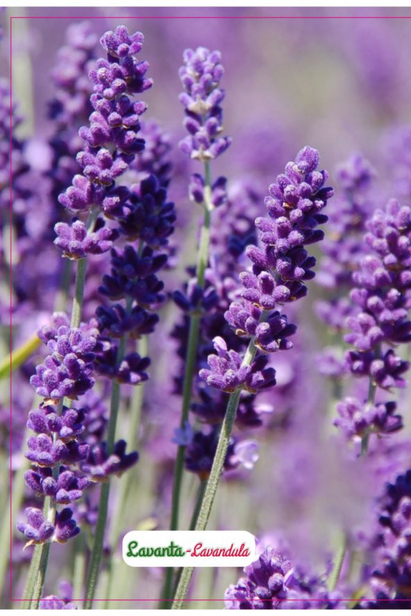 Lavanta Çiçeği Tohumu