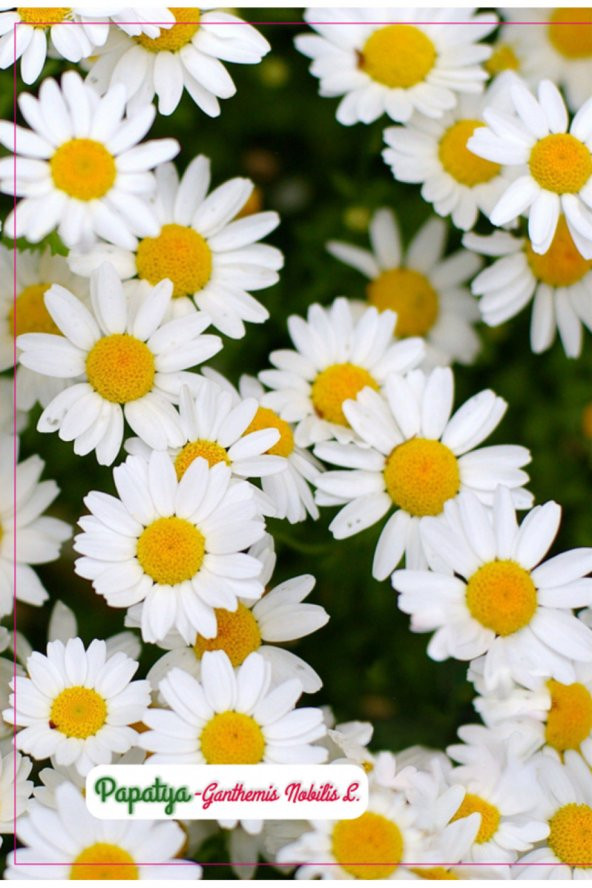 Papatya Çiçeği Tohumu