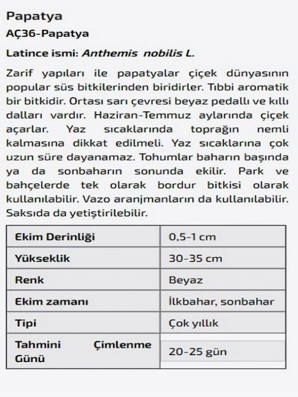 Papatya Çiçeği Tohumu - 2