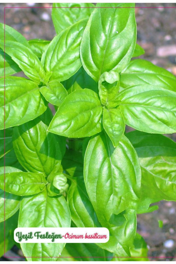 Yeşil Reyhan Fesleğen (Geniş Yaprak) Çiçeği Tohumu