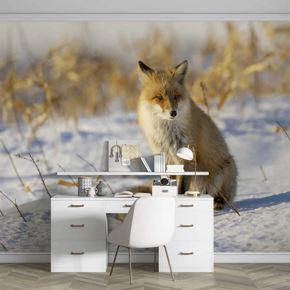 Kar Üzerinde Tilki Manzaralı Duvar Kağıdı - Resim 4