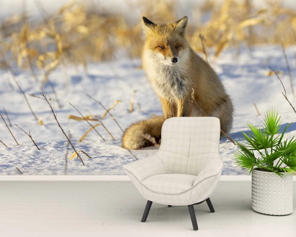 Kar Üzerinde Tilki Manzaralı Duvar Kağıdı - Resim 6