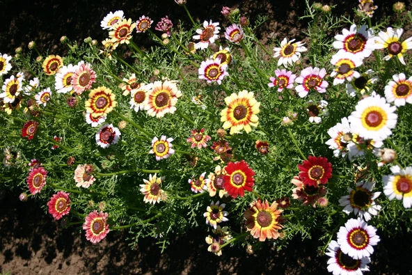 Çingene Eteği Çiçeği Tohumu Ekim Seti 15 Adet Tohum - Resim 2