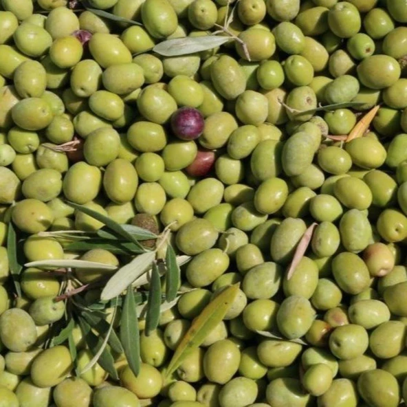 Tüplü Yağlık ve Yemelik Tüplü Fatsa Zeytini Fidanı