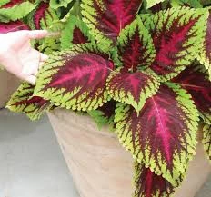 100 Adet Tohum Nadir Karışık Renkli Kalyos Çiçeği Tohumu Hediye Tohumlu - 2