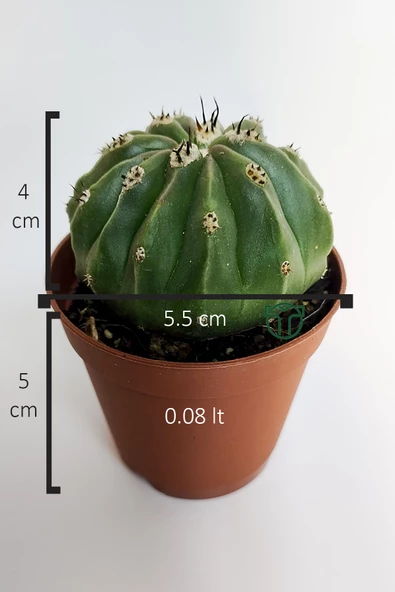 Melocactus Maxonii Inermis şapkali özel tür koleksiyon kaktüs 5.5 cm kahverengi saksıda - Resim 5