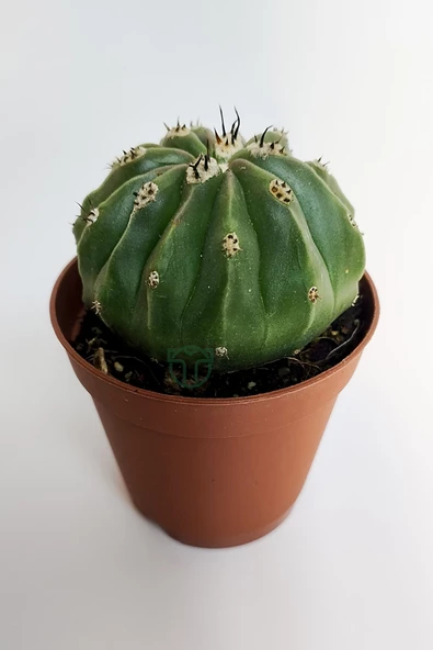 Melocactus Maxonii Inermis şapkali özel tür koleksiyon kaktüs 5.5 cm kahverengi saksıda