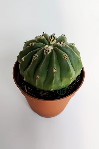 Melocactus Maxonii Inermis şapkali özel tür koleksiyon kaktüs 5.5 cm kahverengi saksıda - Resim 3