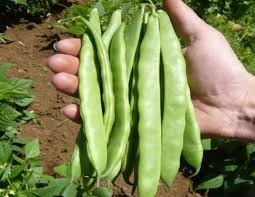 100 Adet Tohum Nadir Gina Fasulye Fasülyesi Tohumu Hediye Tohumludur ürün görseli 1