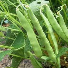 100 Adet Tohum Nadir Gina Fasulye Fasülyesi Tohumu Hediye Tohumludur - Resim 2