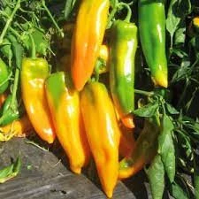 50 Adet Tohum Nadir Sarı Kapya Biberi Tohumu Biber Tohumu Saksı Toprak Hediye - Resim 2