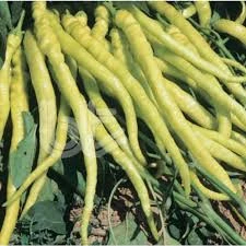 100 Adet Tohum Sarı Çorbacı Biberi Biber Tohumu Hediye Tohumludur