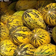 20 Adet Tohum Nadir Manisa Kırkağaç Kavunu Saksı Toprak Hediye - 2