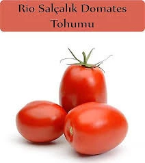 150 Adet Tohum İri Rio Grande Domatesi Tohumu Bol Verimli Domates Sürpriz Hediye Tohum - 2