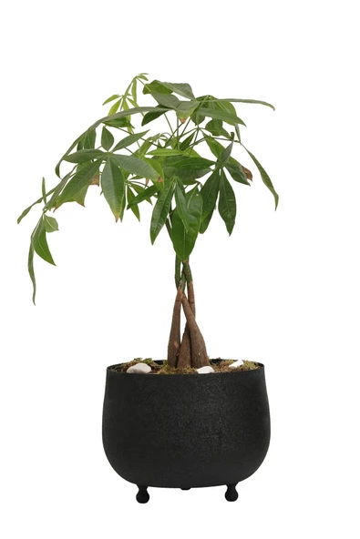 Hiper Lagertha Küçük Saksı Siyah 1026-1