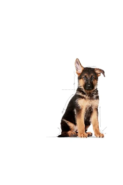 Maxi Puppy Büyük Irk Yavru Köpek Maması 15 Kg - Resim 3