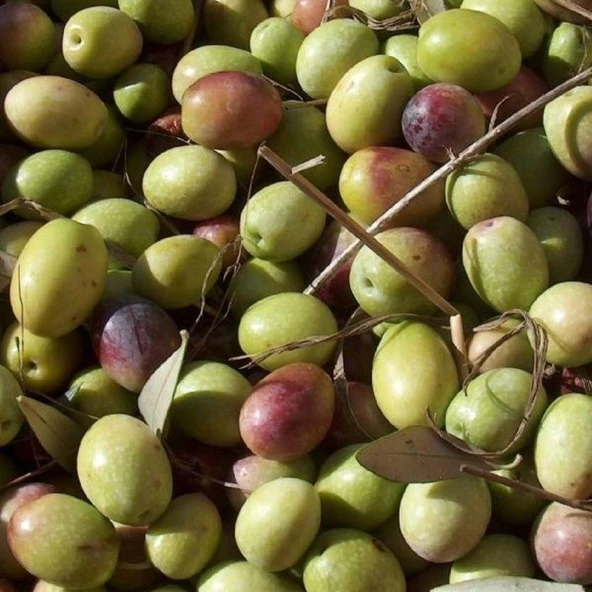 Sofralık ve Yağlık Tüplü Siirt Ayvalık Zeytini Fidanı - 1