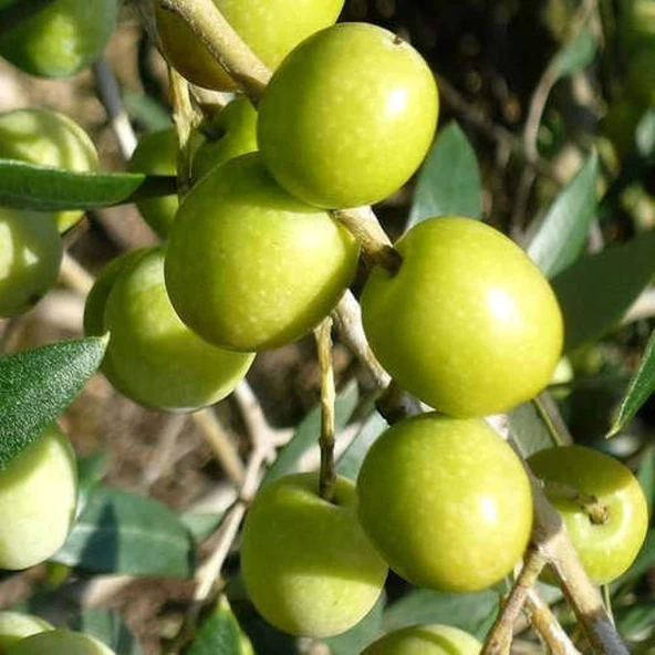 Tüplü Sofralık ve Sıkımlık Giresun Yağlık Zeytini Fidanı ürün görseli 1