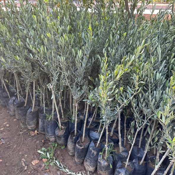 Tüplü Sofralık ve Sıkımlık Giresun Yağlık Zeytini Fidanı - Resim 2