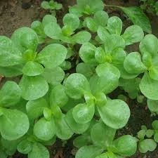 100 Adet Tohum Nadir Semizotu Tohumu Taze Hasat Organik Tohum Hediye Tohumludur ürün görseli 1