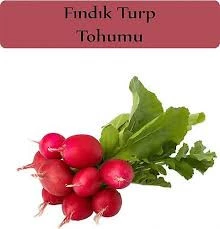 100 Adet Tohum Nadir Kırmızı Fındık Turp Tohumu Taze Hasat Tohum Hediye Tohumlu