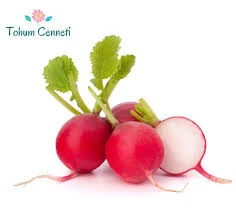 150 Adet Tohum Nadir Küçük Fındık Turp Tohumu Sürpriz Hediye Tohumlu ürün görseli 1