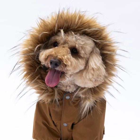 PawStar Camel Charles Yağmurluk Küçük ve Orta Irk - Resim 3