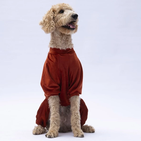 PawStar Kiremit Angers Büyük Irk Tulum - 4